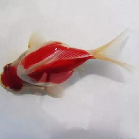 美女色彩图片大全的长尾关键词是什么