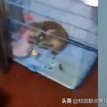 南通市狗狗领证在哪里