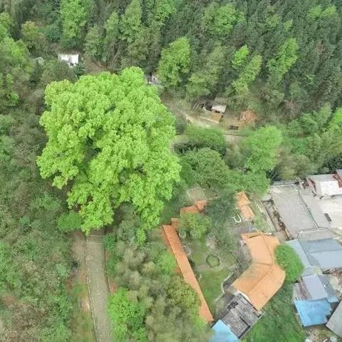 江西省赣州市千年古树的长尾关键词有哪些