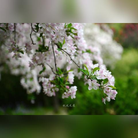 柳州紫荆花、南宁凤凰花、桂林桃花，哪个更有影响力？