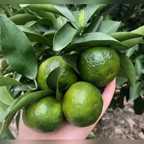 桂林市能种植什么水果树