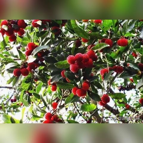 无锡市哪里可以采杨梅的