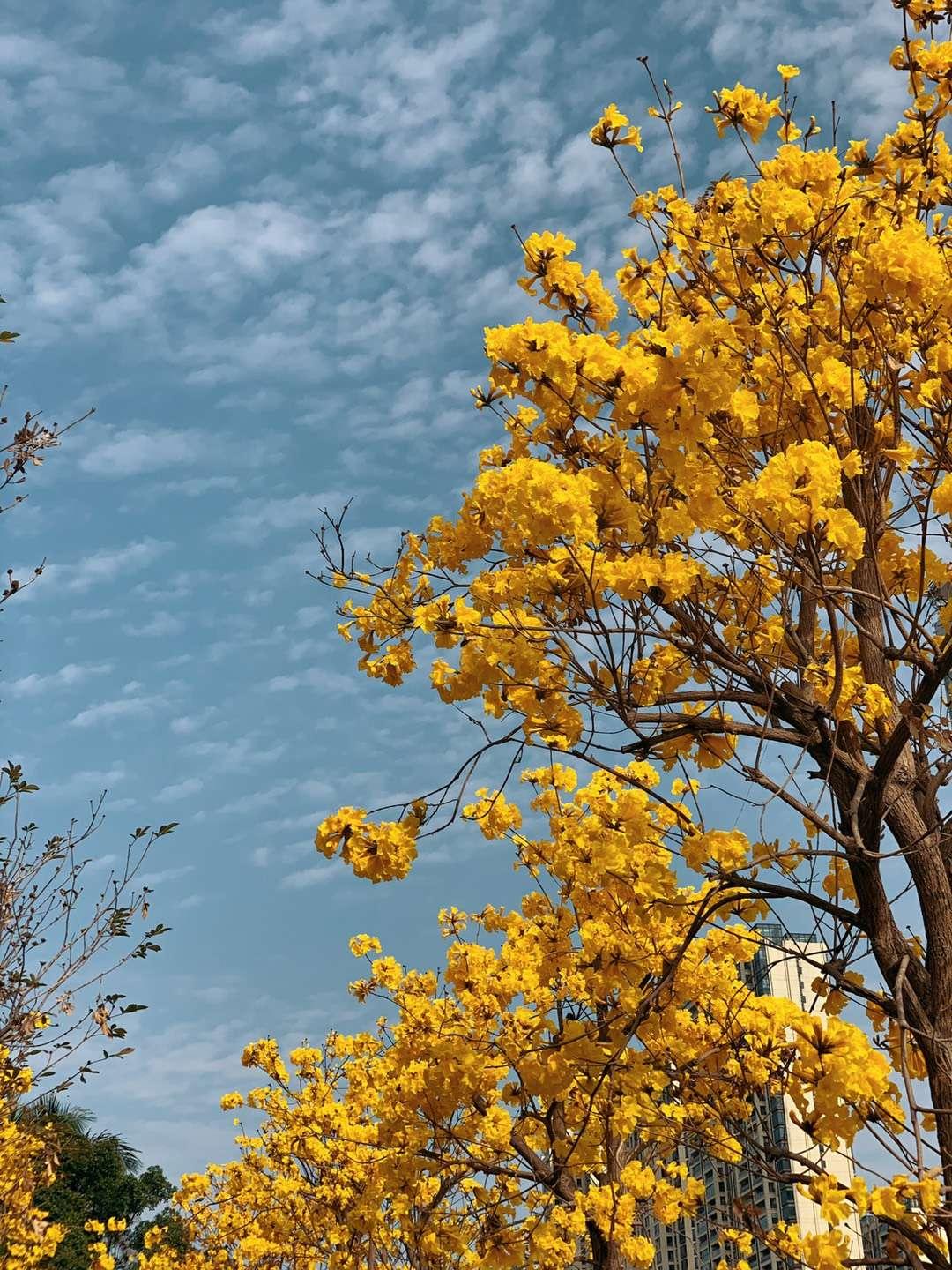 黄金风铃木,枯枝开黄花是什么树?