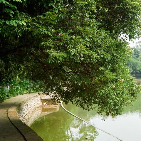 怎么去南宁市相思湖学校