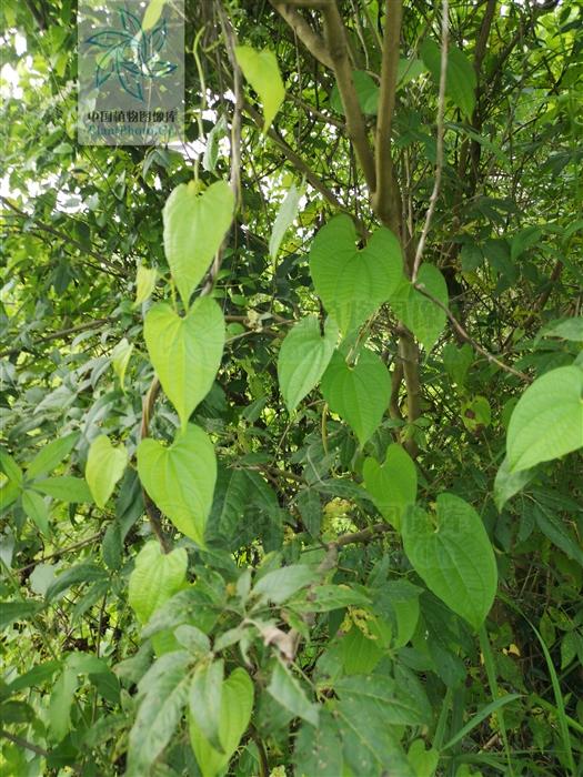 在农村,野外很多常见的野草都具有一定的药用价值,过去农村专门找野菜