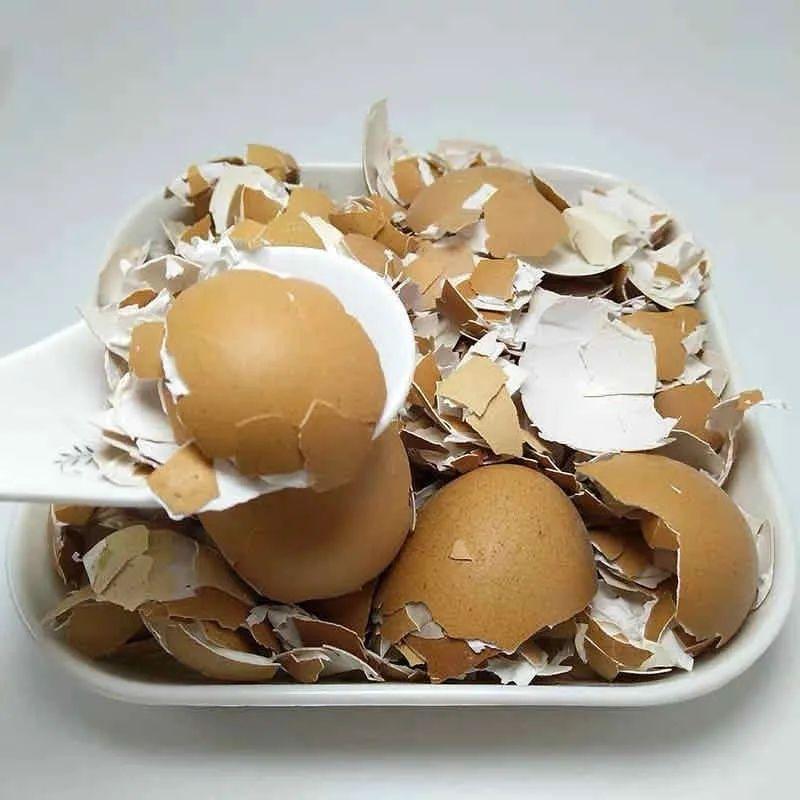 鸡蛋壳自制绿萝营养液,蛋黄晒干后怎么给花施肥?