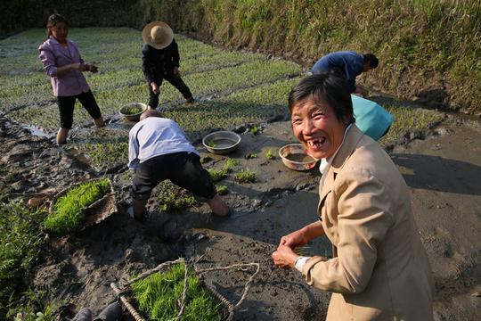农村解封，集市上小树苗畅销，农民争相种树，这是咋回事？