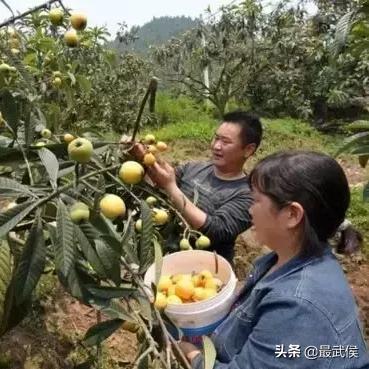 昆明市枇杷庄园的长尾关键词有什么