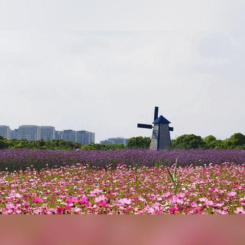 盘点上海花海相关关键词有哪些
