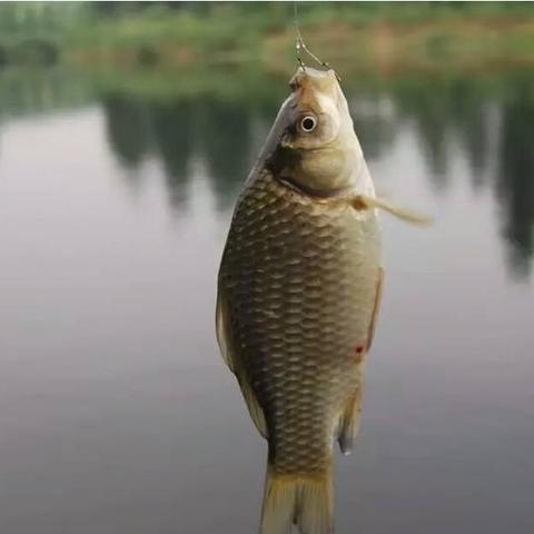 冬天安徽滁州野塘垂钓，主钓鲫鱼，想买一支长点的鱼竿，有没有合适的推荐一下？