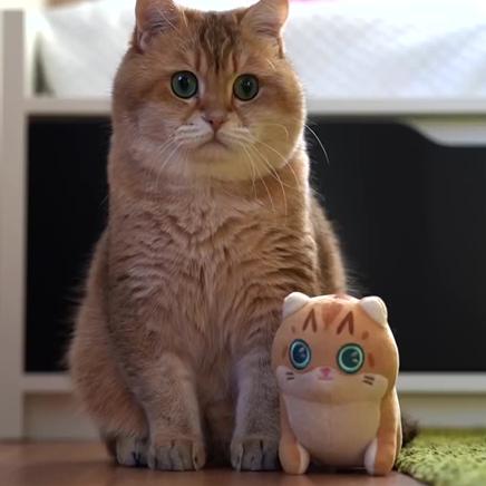 沈阳猫贩相关长尾关键词有哪些 沈阳猫贩相关长尾关键词有哪些