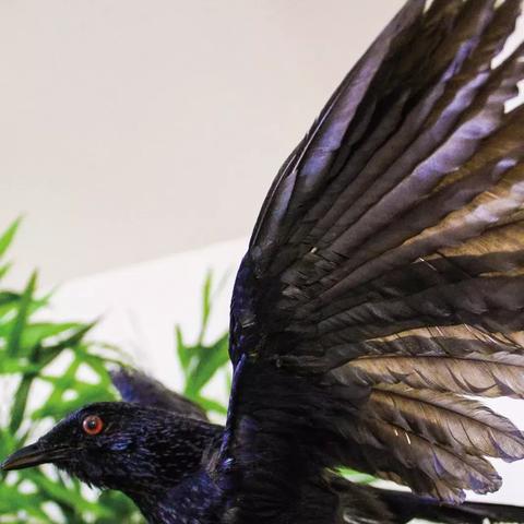 济南山羊相关长尾关键词有哪些