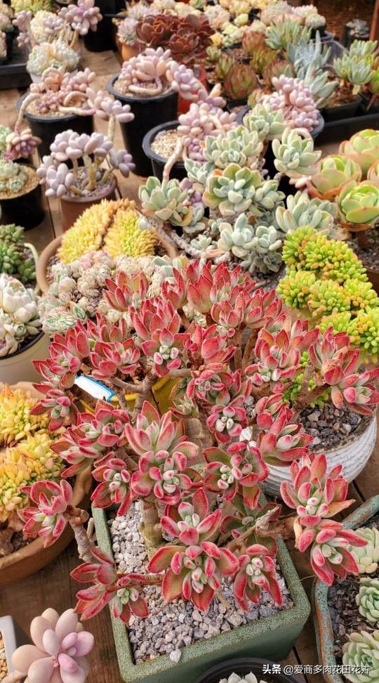 助你创业种植多肉，圆你成为大棚主，云南基地招募入住伙伴。