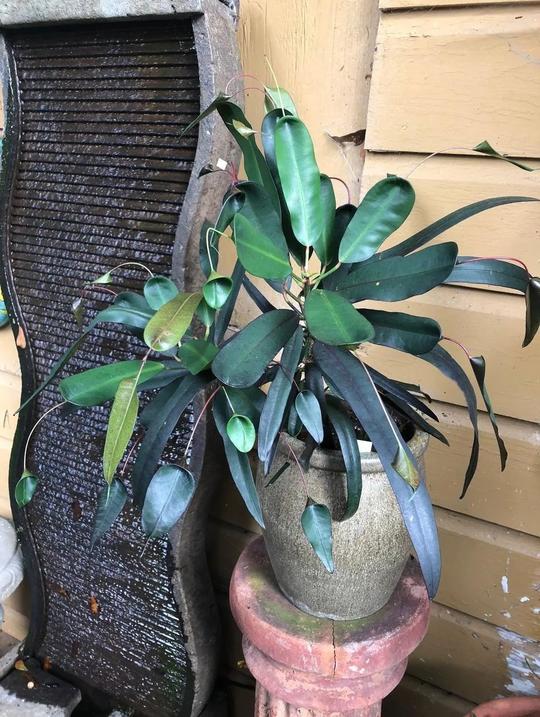 ​特别冷门的7种盆栽植物，喜欢新奇植物的花友就不要错过它们