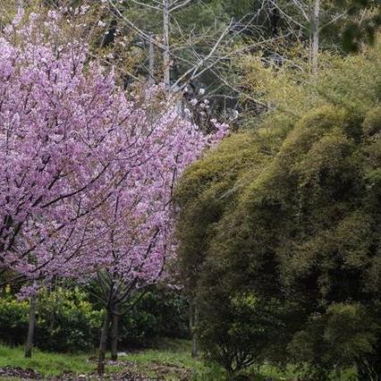 武汉市为什么会有樱花