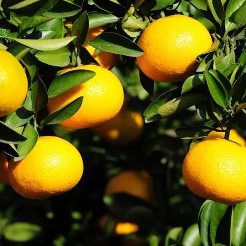 赣州市哪里可以摘桔子