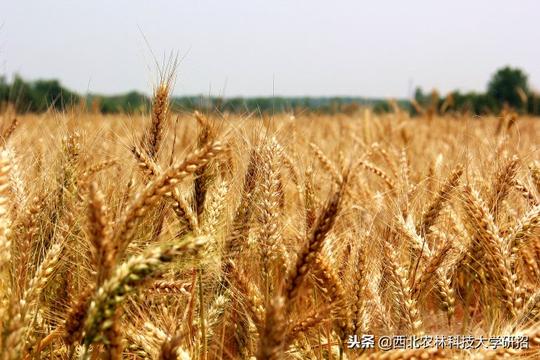 改变我国粮食生产的面貌，这所985高校让“中国种子”走向世界