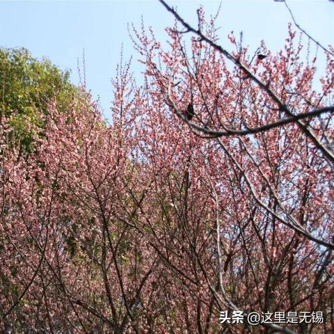 无锡市梅园在哪里