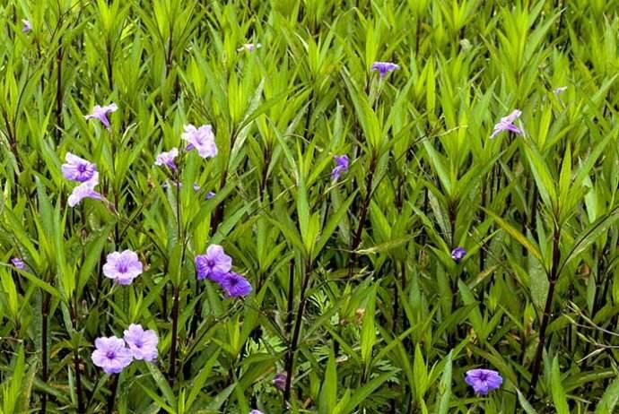 翠芦莉盆栽,翠芦莉生根条件?