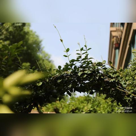 武汉市蔡甸哪个小区好点