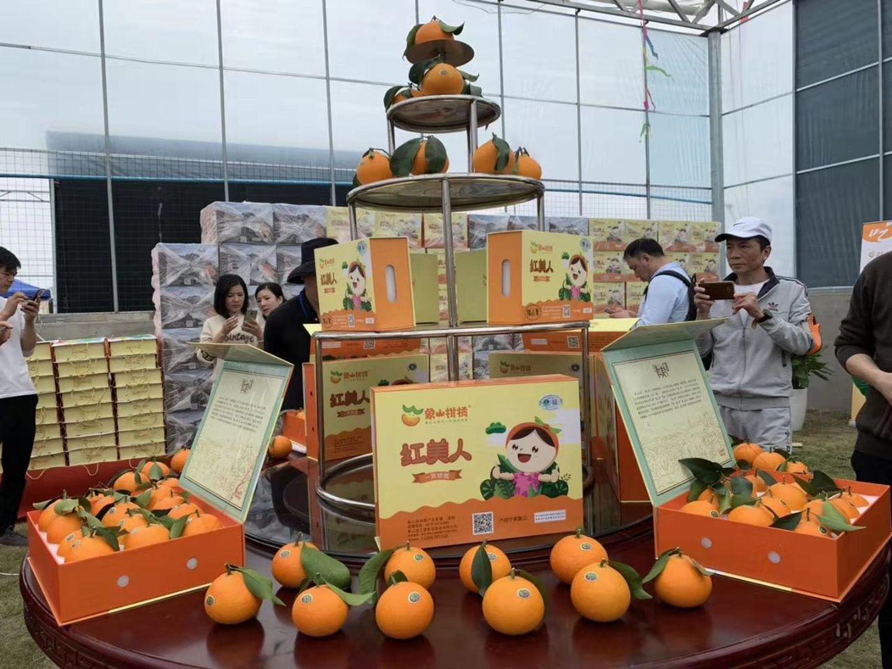 红美人柑橘栽培技术与管理方法（爱媛46号柑桔的优缺点）
