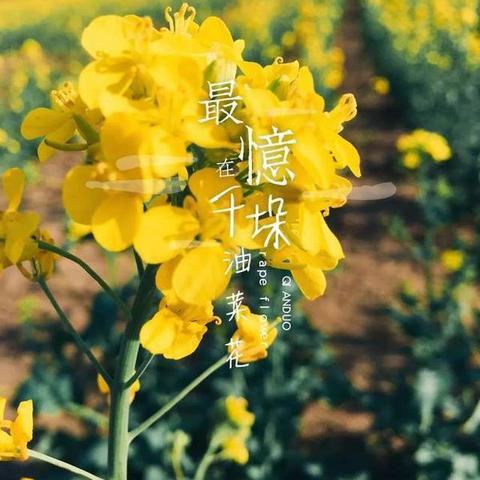 河南封丘小吃？