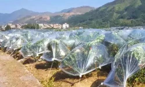 疫情事后柑橘種植手藝計劃_2022年耙耙柑價格有望上漲嗎