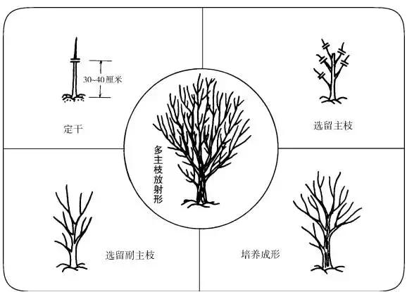 柑橘種植手藝立異人才團(tuán)隊(duì)_怎么對現(xiàn)有的柑橘樹