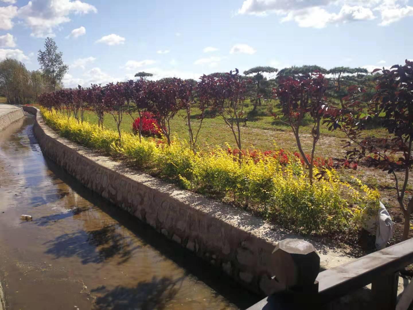 北方苗木基地,黄花梨树苗适合北方种植吗?