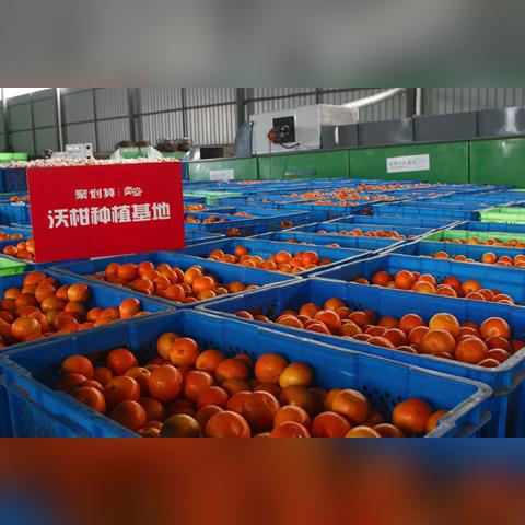 成都市区刨地瓜店在哪里