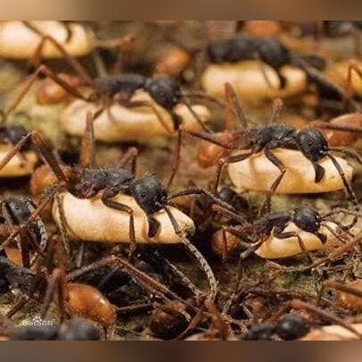 【食人蚁吃活人,食人蚁真的会死人】 【食人蚁吃活人,食人蚁真的会死人】