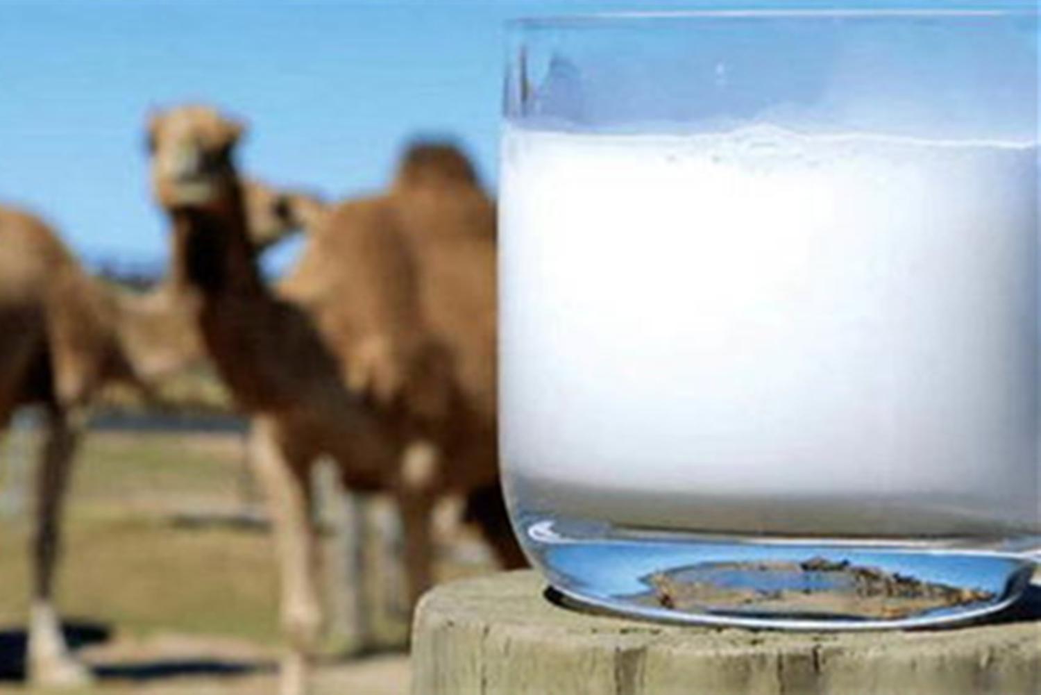 初乳配方骆驼乳新疆(乳及其制品是什么)
