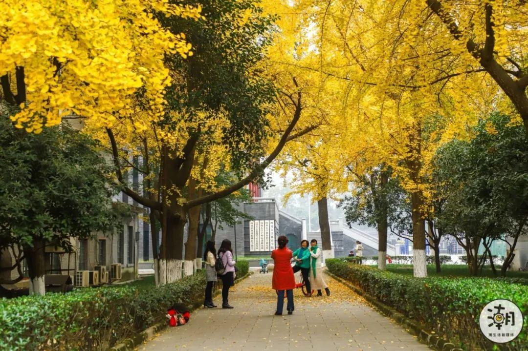 华西美食有什么（四川大学排名是多少）