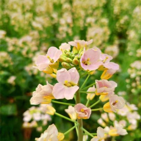 无锡市橙色爱情的长尾关键词有什么