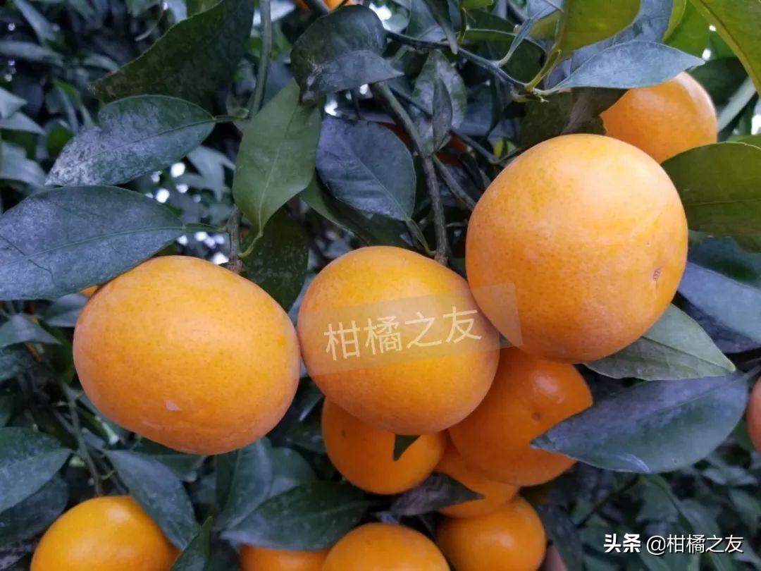 柑橘栽培技术培训方案范文（柑橘的种植技术是什么）