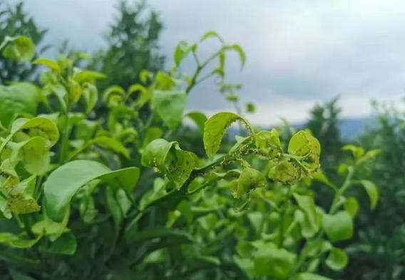 干旱的柑橘種植手藝_廣柑樹(shù)怎么辦理果實(shí)才多