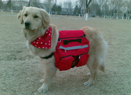 导盲犬是什么级别的狗 导盲犬是什么级别的狗