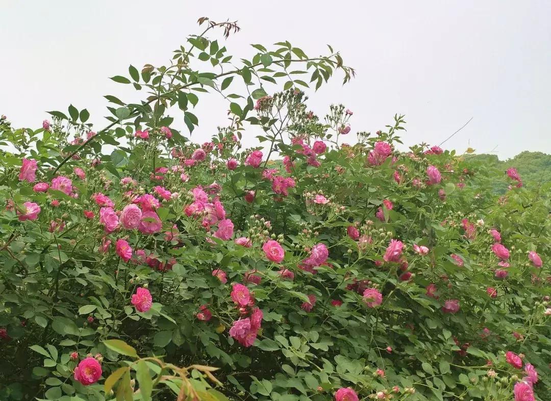 苏州市花是什么,广西的省花是什么啊?