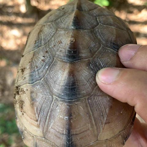 广东省的广州市有什么山