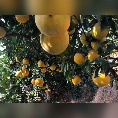 赣州市哪里的脐橙最甜
