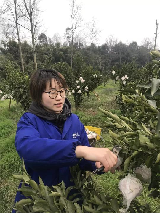 柑橘滞销，90后姑娘灵机一动这样卖水果，日入2000+
