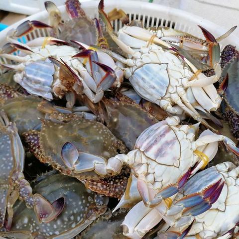 南通市买小海鲜去哪里买