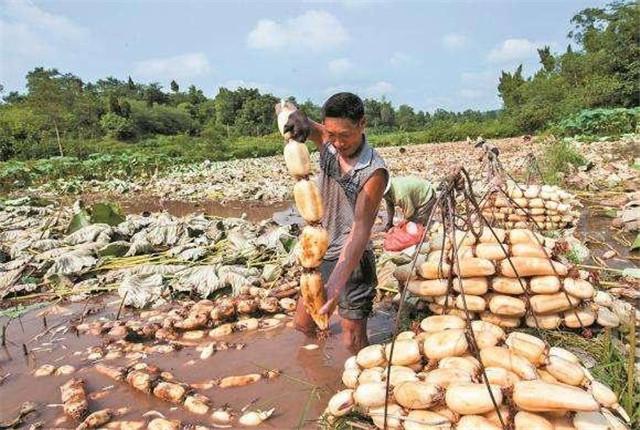 藕种植时间和方法视频,3月份种土豆晚吗?"