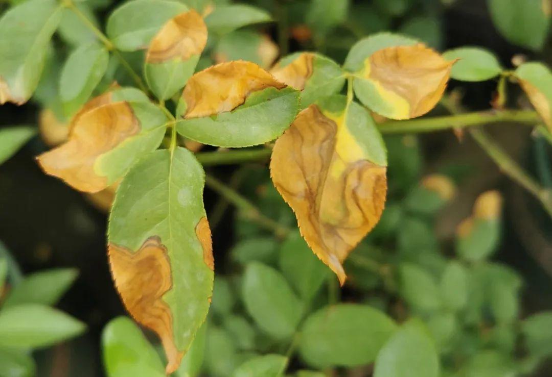 栀子花叶子发黄图解,夏天栀子花花朵变黄?