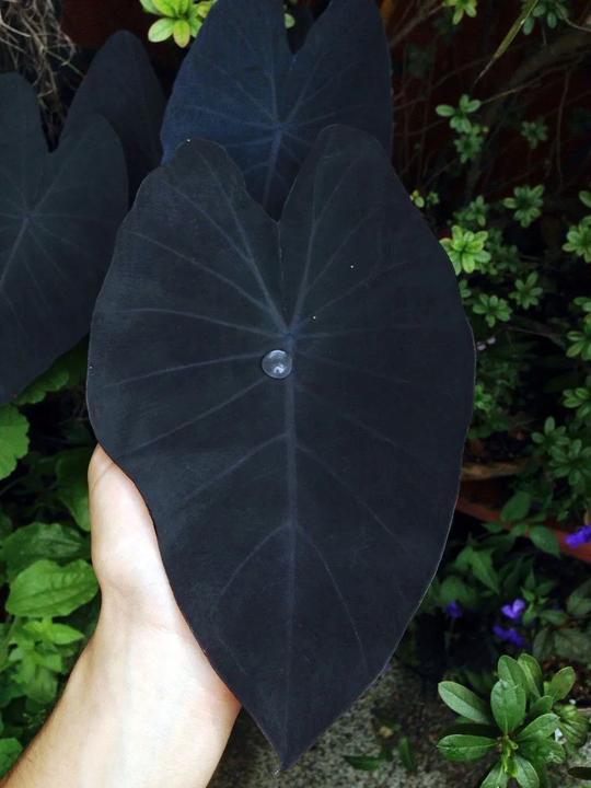 为啥有朋友喜欢黑色花朵和黑叶子的植物，这8种植物谁会养？