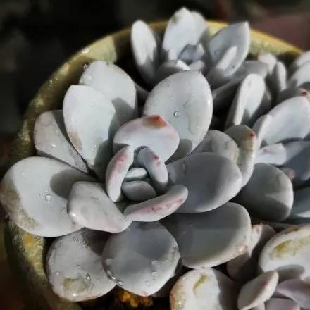 芙蓉耐最低温度？