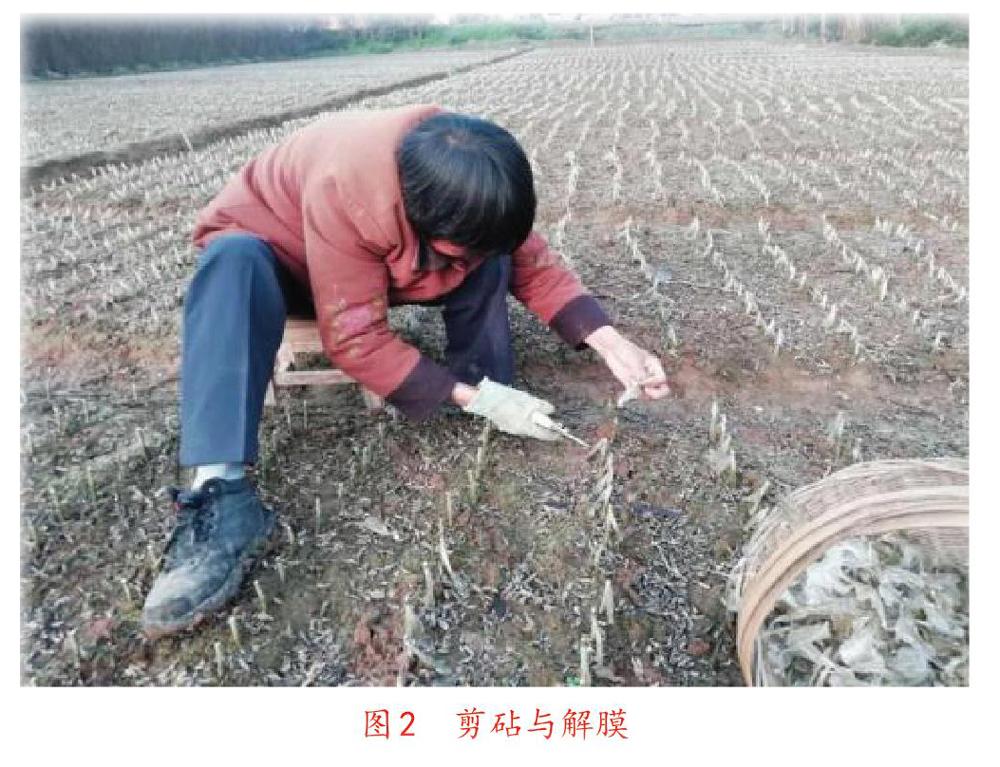 夏日嫁接柑橘樹留意事項_二月份柑橘能夠嫁接嗎