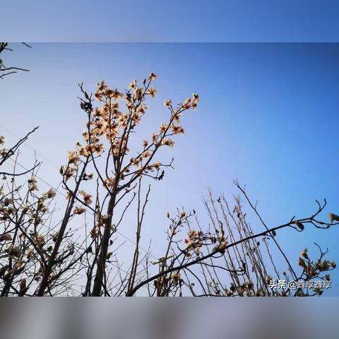 河南鹤壁是什么性气候