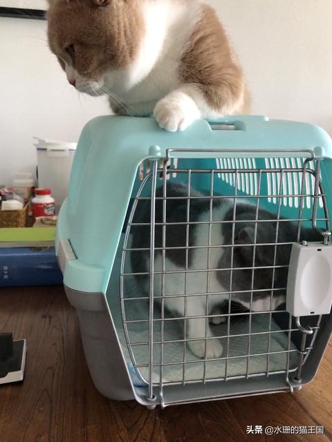 宝宝吞下异物该怎么办