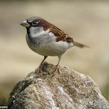 合肥来花园相关长尾关键词有哪些